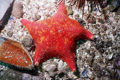 Starfish 1.jpg