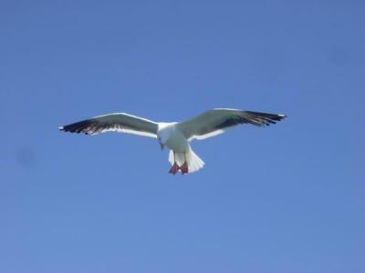 Seagulls 4.JPG