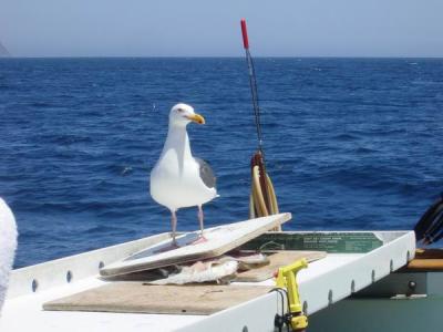Seagulls 3.JPG