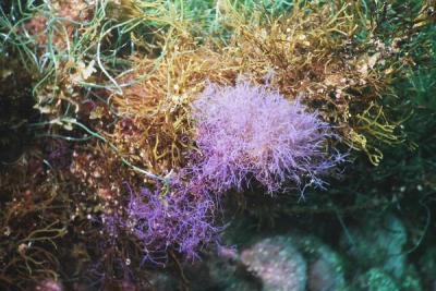 purple seaweed.jpg