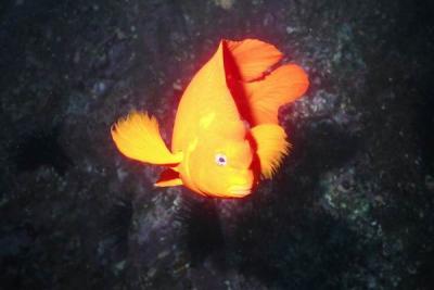 Garibaldi 2.jpg