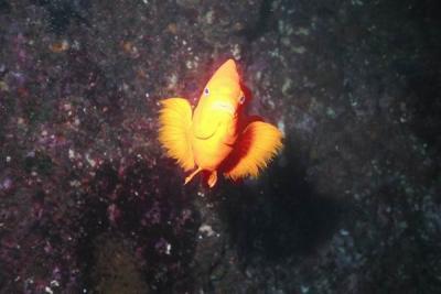 Garibaldi 3.jpg