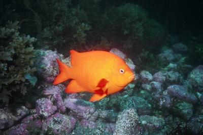 Garibaldi 4.jpg
