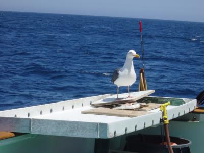 Seagulls 2.JPG