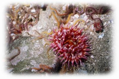 Anemone 1.jpg