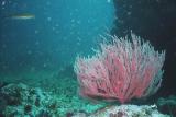 Coral red 1.jpg