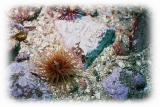 Tube Anemone 1.jpg