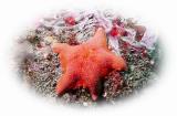 Starfish 2.jpg