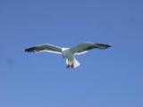 Seagulls 4.JPG