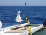 Seagulls 3.JPG