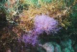 purple seaweed.jpg