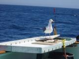 Seagulls 2.JPG