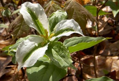 variegated trillium