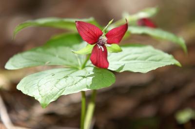 red trillium