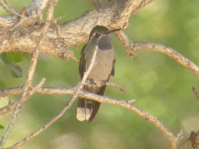 Blue-throated Hummingbird