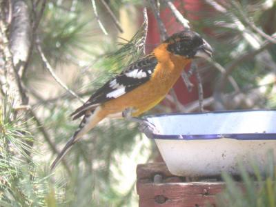 Black-headed Grosbeak