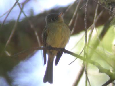 Cordillerean Flycatcher