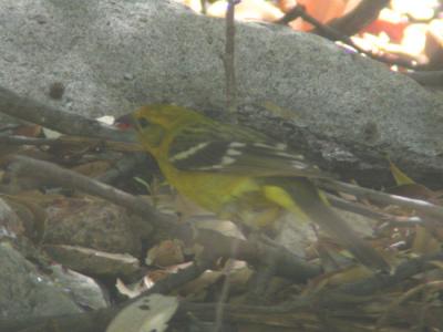 Flame-colored Tanager