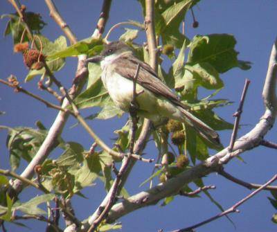 Thick-billed Kingbird