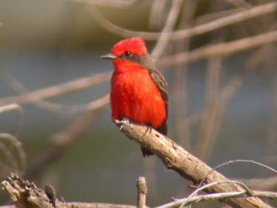 Vermilion Flycatcher