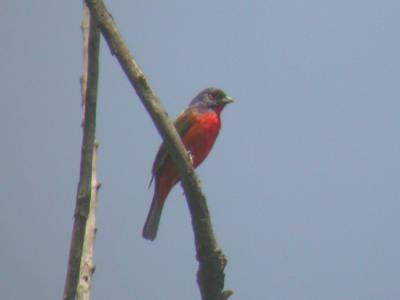 Painted Bunting