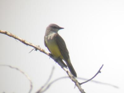 Western Kingbird