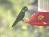 Magnificent Hummingbird