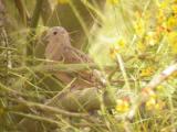 Ruddy Ground-Dove
