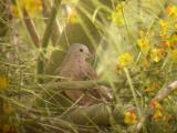 Ruddy Ground-Dove