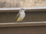 Scissor-tailed Flycatcher x Western Kingbird hybrid