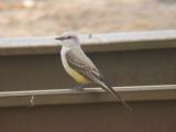 Scissor-tailed Flycatcher x Western Kingbird hybrid