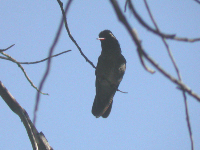 White-eared Hummingbird