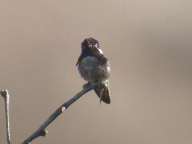 Costas Hummingbird