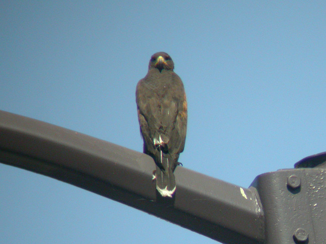 Harriss Hawk