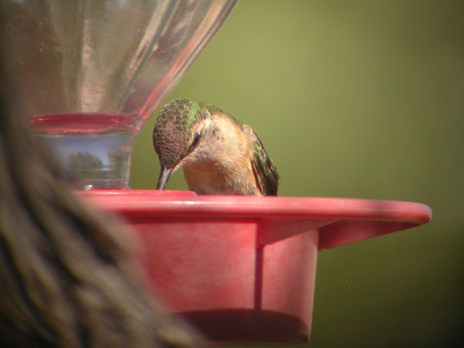 Lucifer Hummingbird