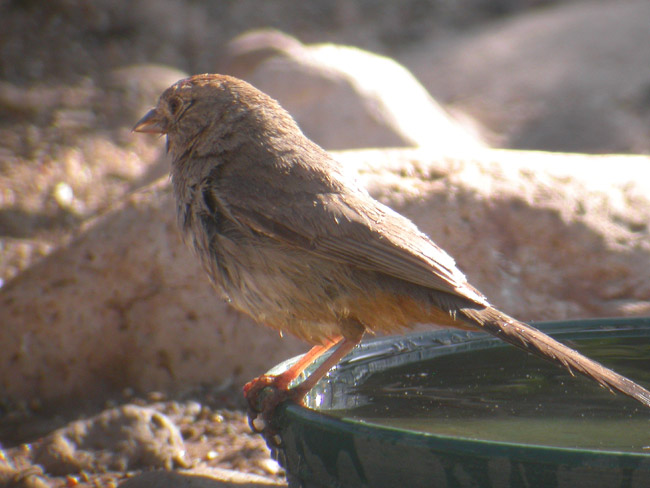 Canyon Towhee