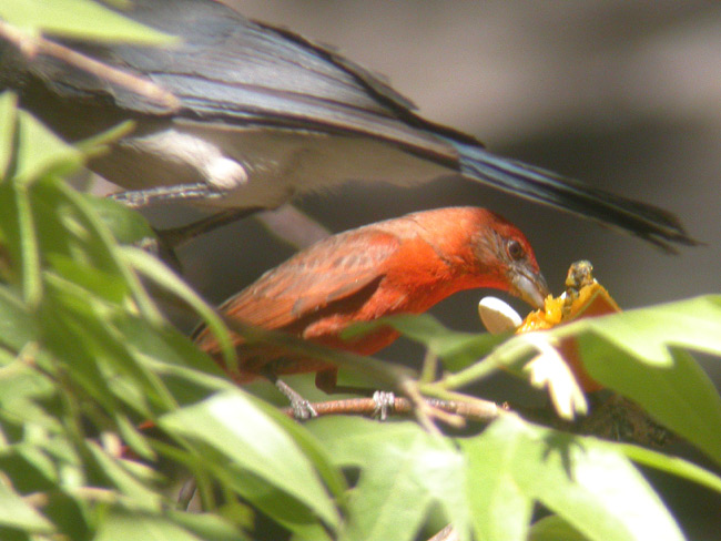 Hepatic Tanager