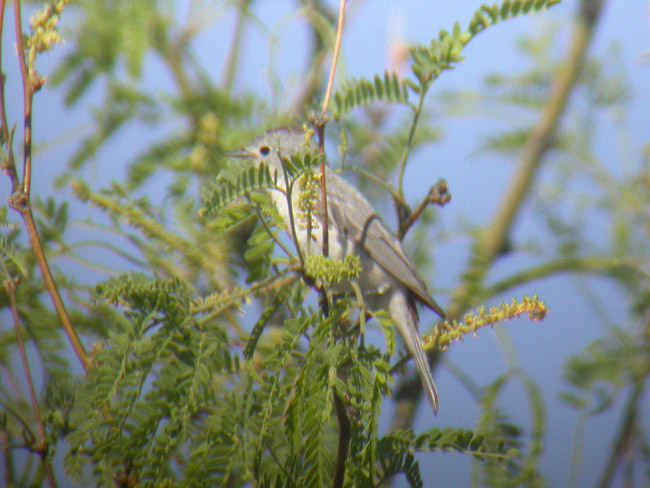 Lucys Warbler