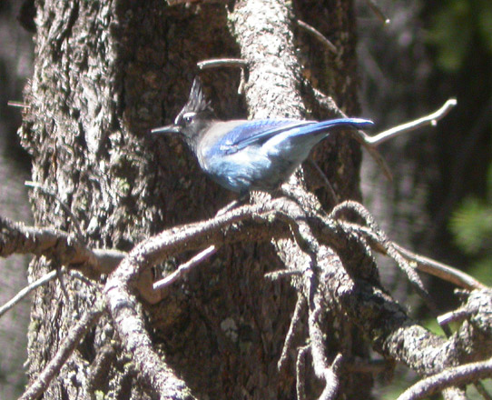 Stellers Jay