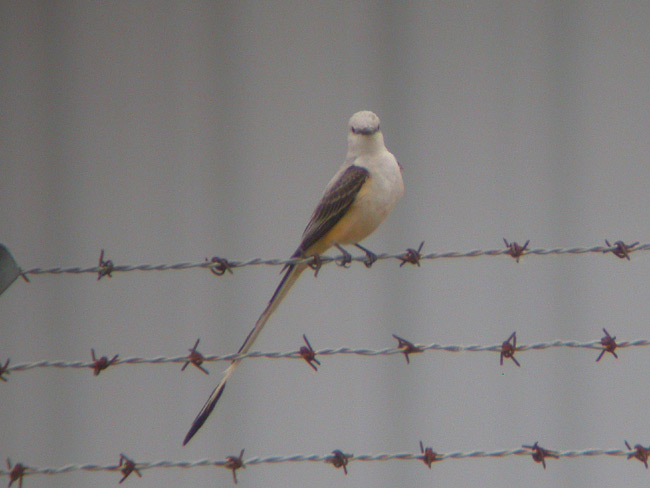 Scissor-tailed Flycatcher