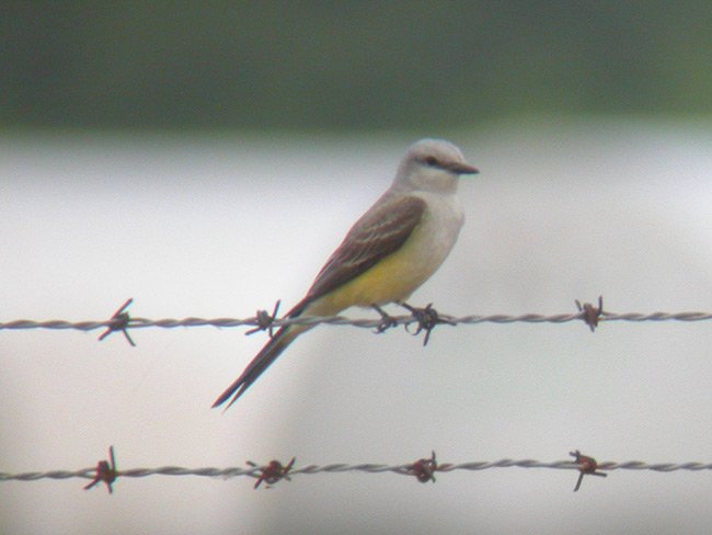 Scissor-tailed Flycatcher x Western Kingbird hybrid