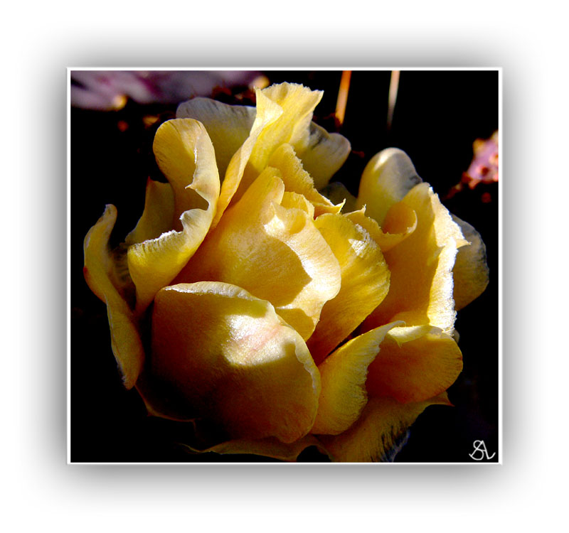 Yellow Cactus Flower.
