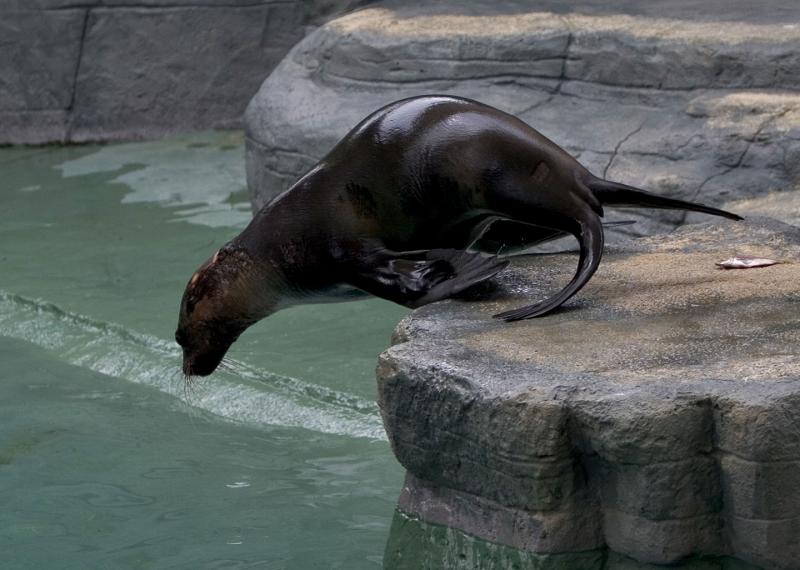 Seal-dive.jpg