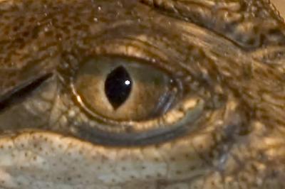 Croc-EYE4693.jpg