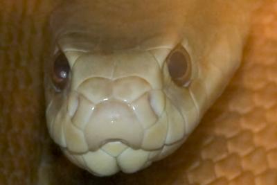 Snake-eye-4698.jpg