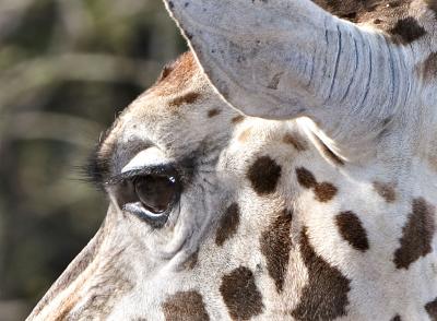 Giraffe-Eye-4673.jpg
