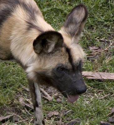 African-Dog.jpg