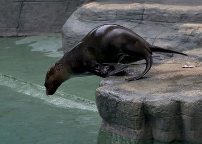 Seal-dive.jpg