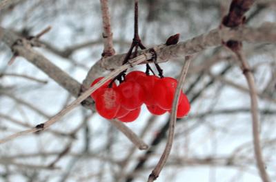 winter berries.jpg