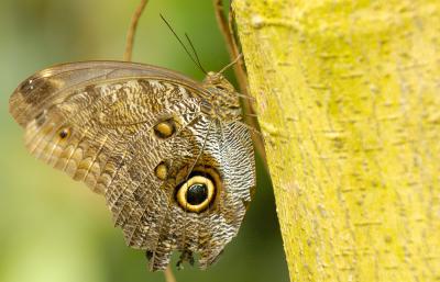 u26/mellodrome/medium/31656435.bfly1_almostsharp.jpg